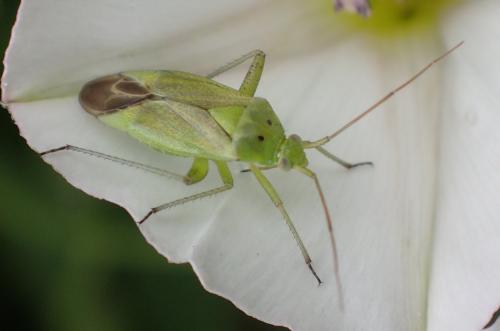 Closterotomus norwegicus